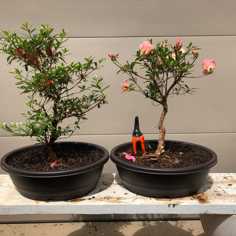 Azalea Satsuki 'Chinzan' Bonsai Tree