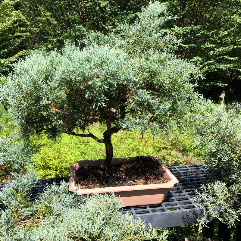 Grey Owl Juniper Bonsai