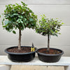 Japanese Zelkova #2 Bonsai Tree