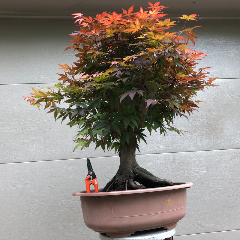 Bloodgood Japanese Maple Bonsai Tree