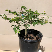 Japanese Hornbeam Bonsai Tree