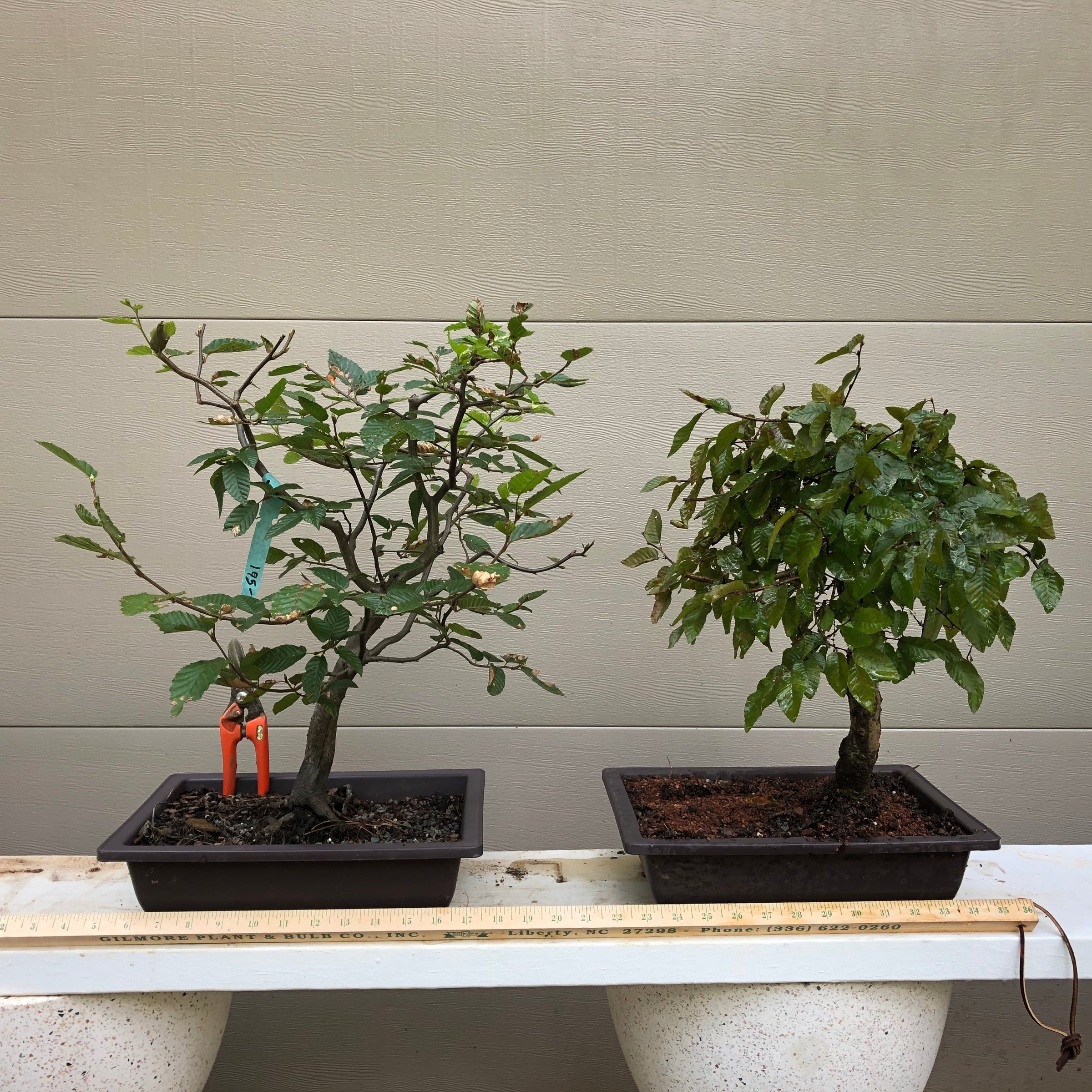 bonsai tree nh Korean Hornbeam Bonsai #CACO-012 – Bella Bonsai Nursery