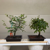 Korean Hornbeam Bonsai #CACO-012