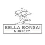 Yaupon Holly Bonsai Tree - Ilex vomitoria