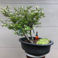 Pyracantha 'Red Cushion'  Bonsai Tree