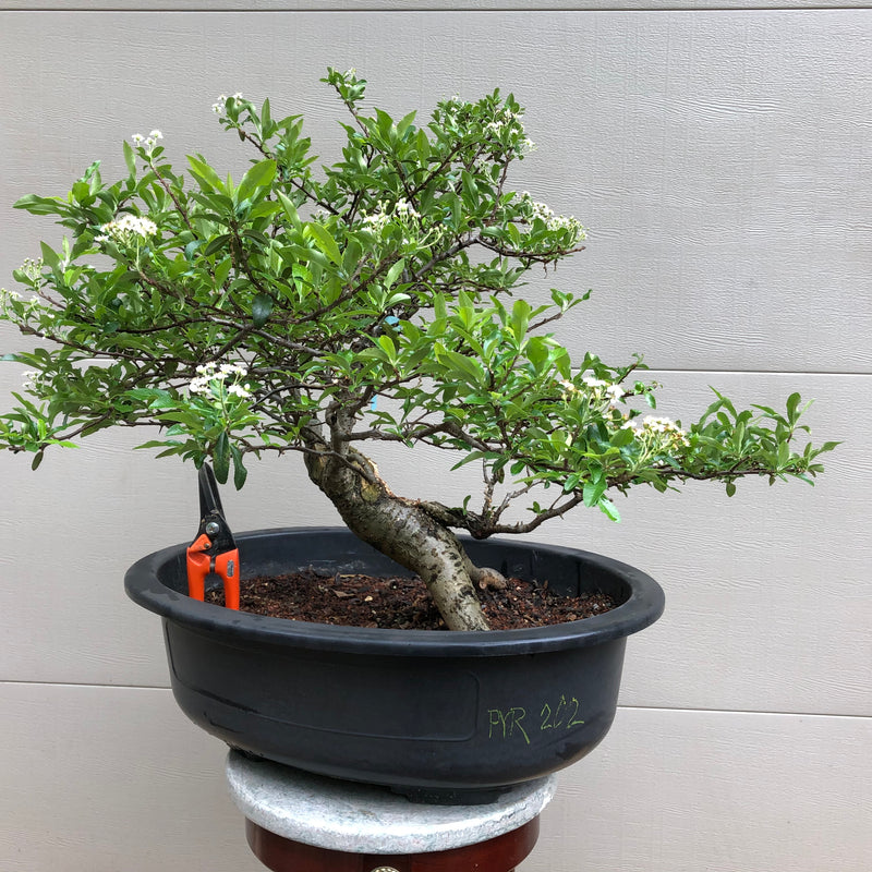 Scarlet Firethorn Bonsai Tree