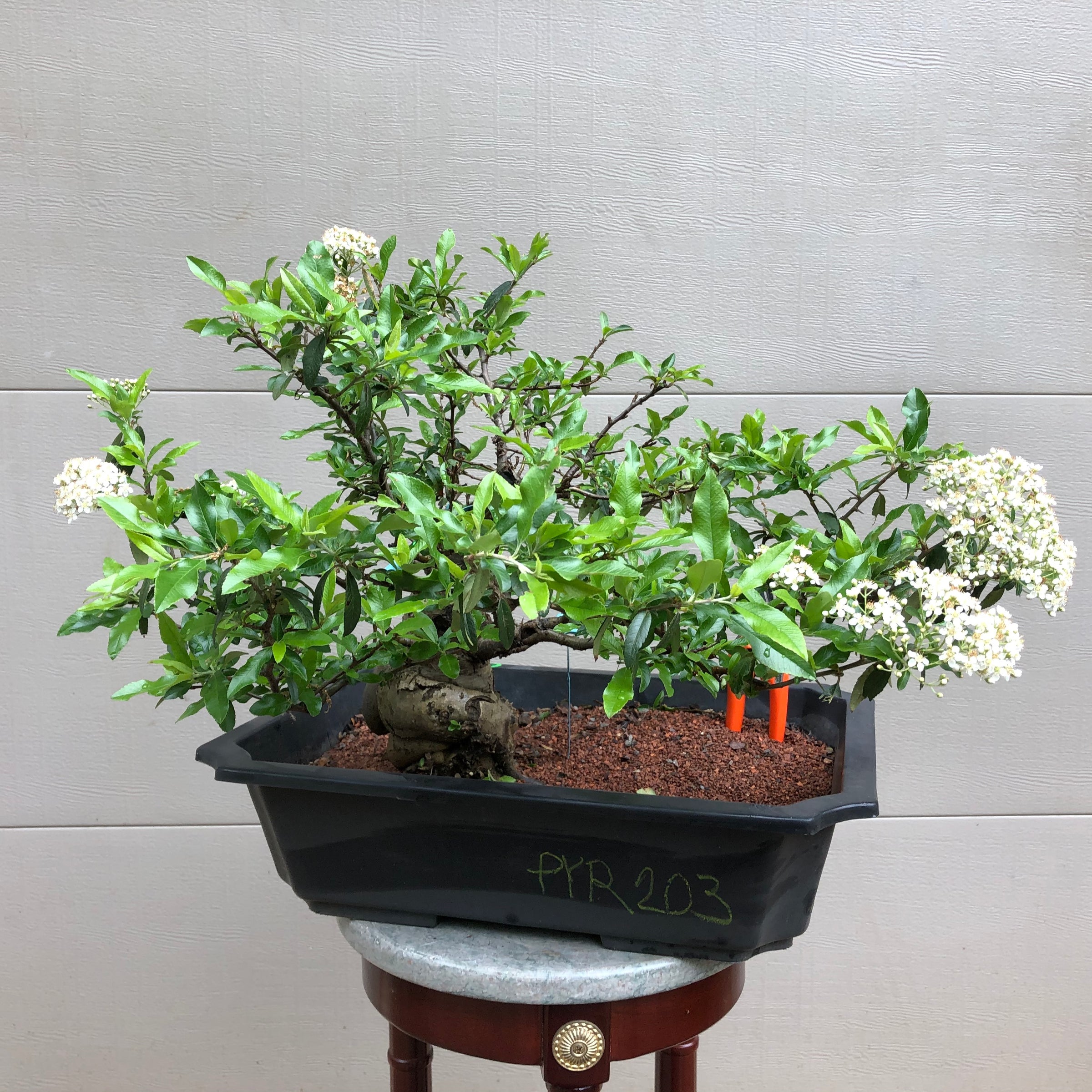 firethorn bonsai tree Scarlet Firethorn #203 Bonsai Tree – Bella Bonsai Nursery