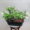 Scarlet Firethorn #203 Bonsai Tree