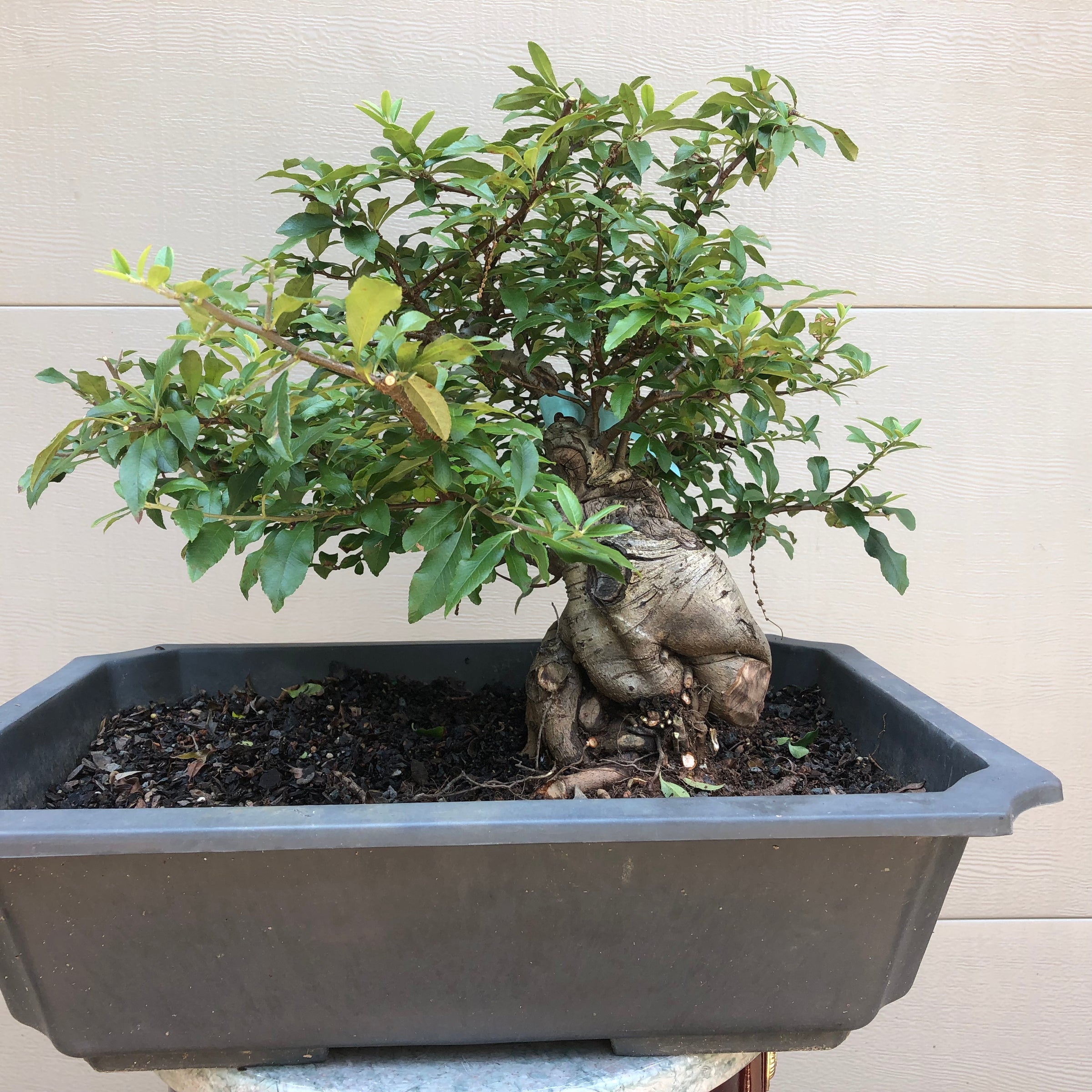 firethorn bonsai tree Scarlet Firethorn #203 Bonsai Tree – Bella Bonsai Nursery