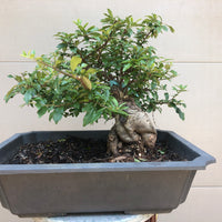 Scarlet Firethorn #203 Bonsai Tree