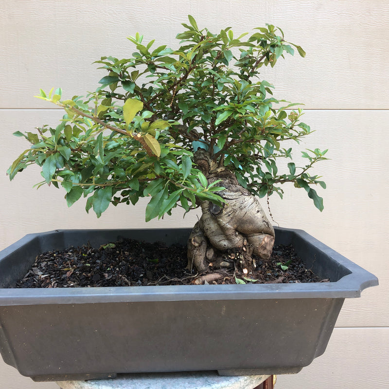 Scarlet Firethorn #203 Bonsai Tree
