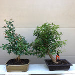 Trident Maple Bonsai - Acer buergerianum